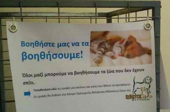 Βοηθάμε τα αδέσποτα με πράξεις - Τώρα υπάρχει τροφοσυλλέκτης και στη Μυτιλήνη