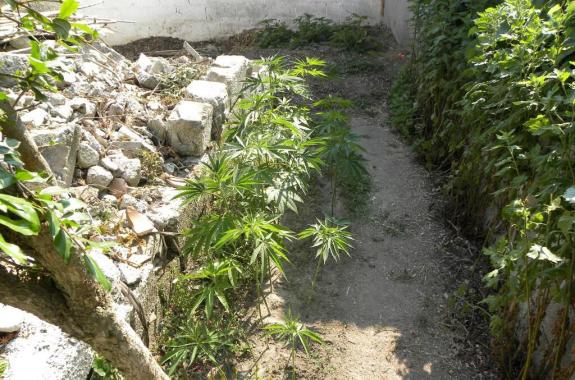 Χασισοφυτεία στην Καλλονή Λέσβου με 52 δενδρύλλια - Σύλληψη 58χρονου 