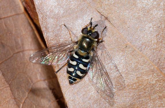  στοχευμένης δειγματοληψίας ενήλικων συρφιδών (Diptera: Syrphidae) 