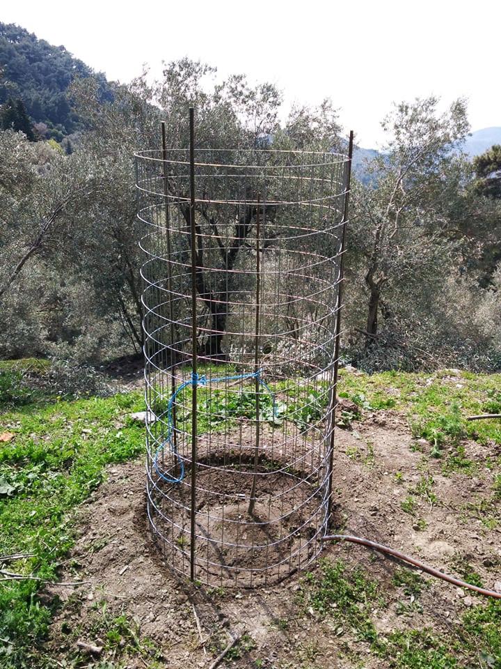 φυτεμα νέων καρποφόρων με προστασία από τα ζώα