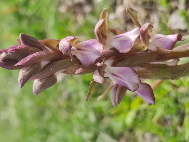 Anacamptis collina (1).jpg
