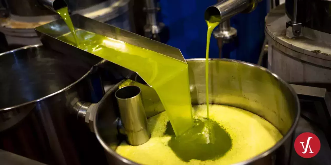 Olive Oil Price and Production Forecast for This Year – What Has Changed in the Last Few Days